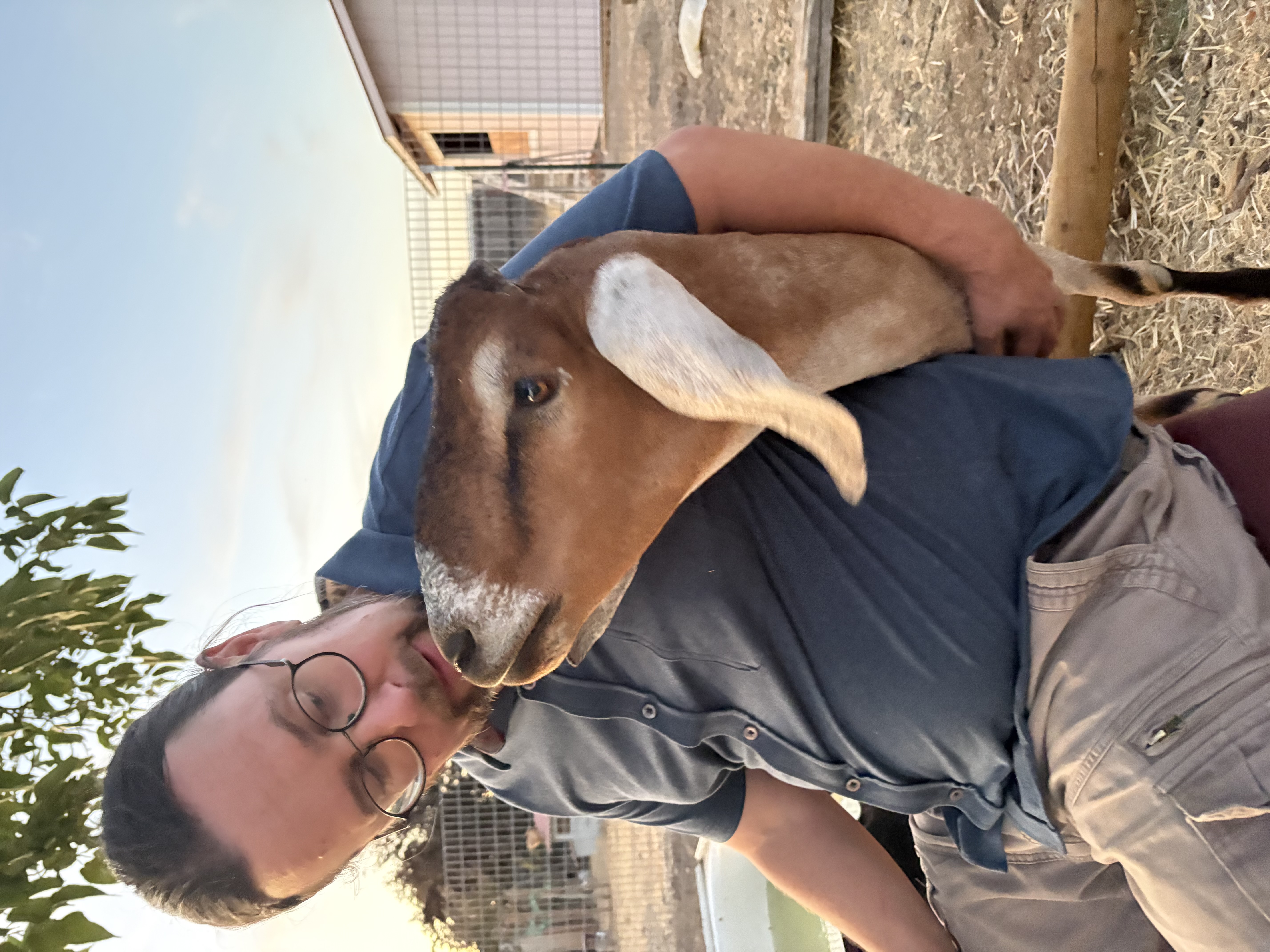 Duke, an affectionate goat raised as a 4-H project, looking curiously at the camera