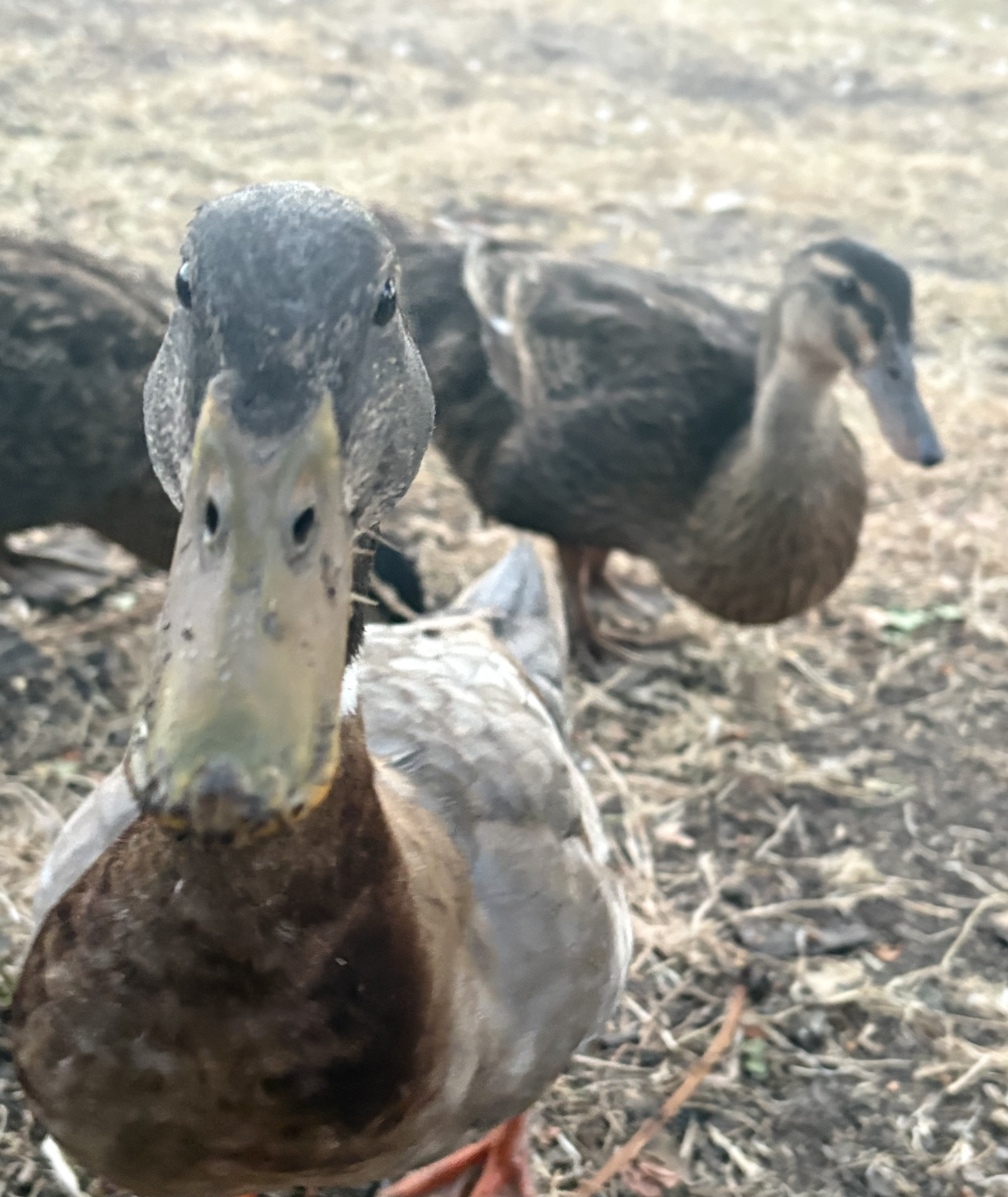 Juancho, a bold and charismatic duck, standing proudly among his flock