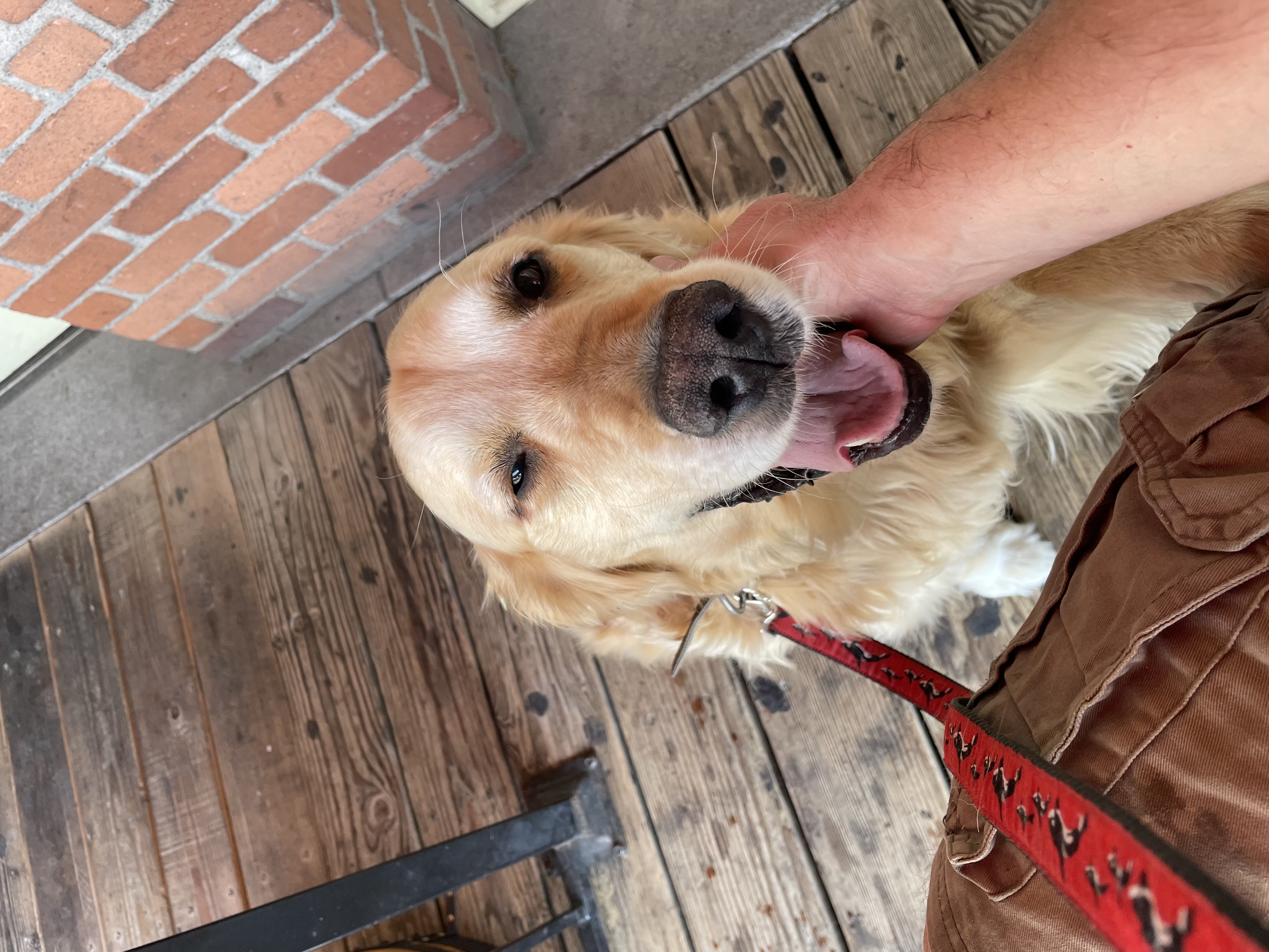 Oliver, a playful and intelligent dog, relaxed and happy in his forever home at the farm