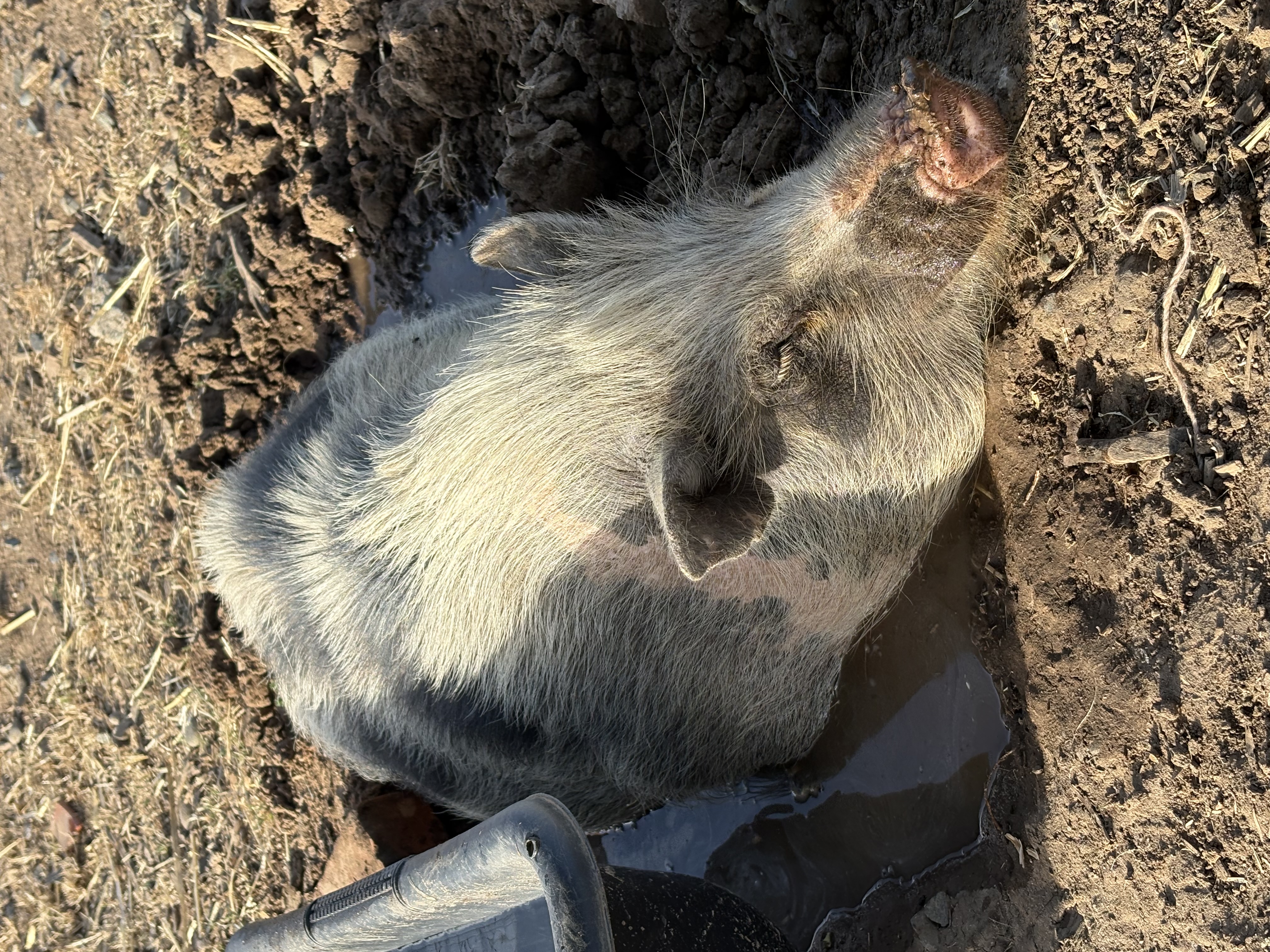 Princess Penelope (Penny), an adorable mini pig, looking content and ready for her next belly rub