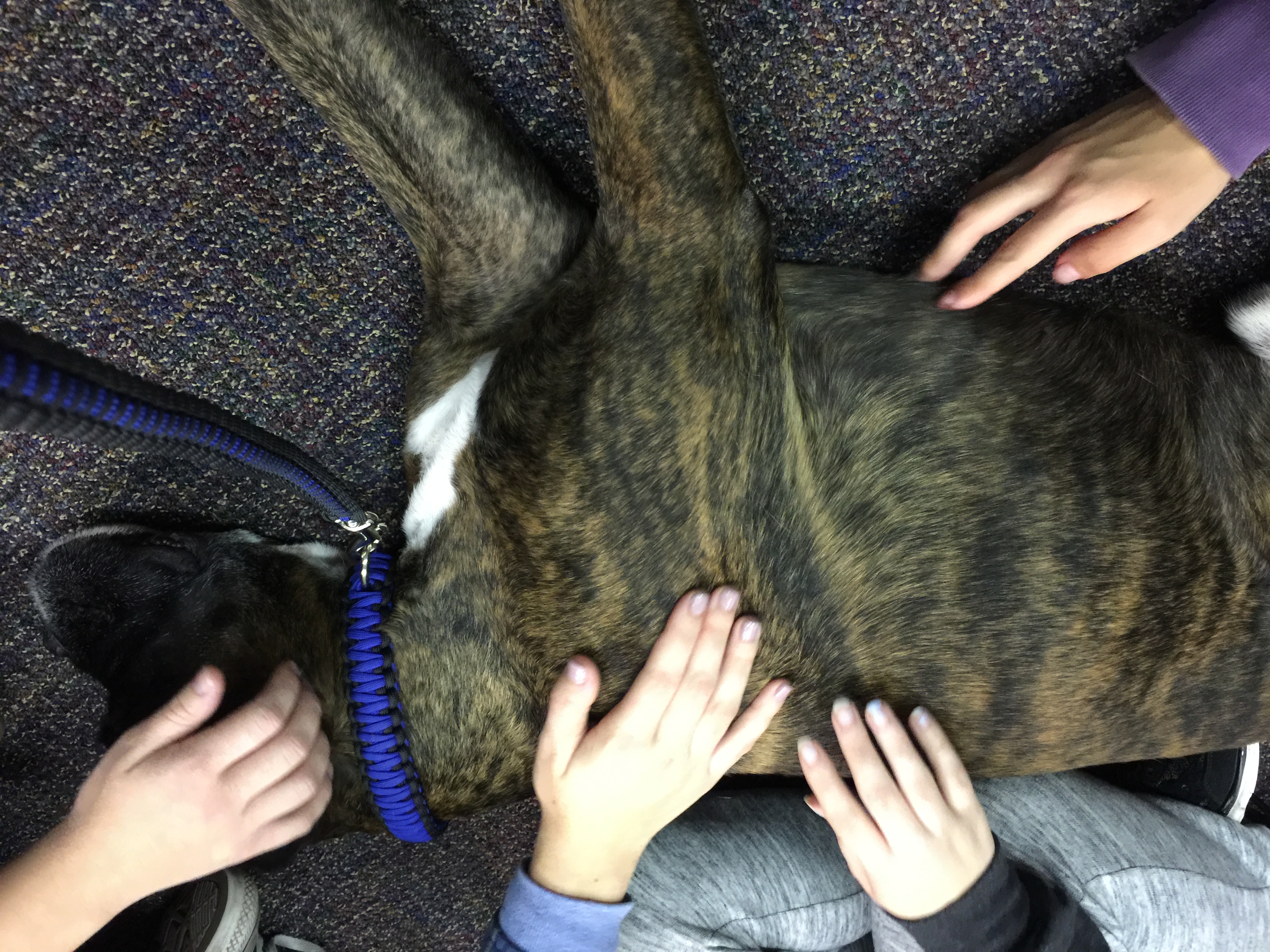 Children gently petting Zeus, a brindle boxer therapy dog, as he lies calmly on the floor