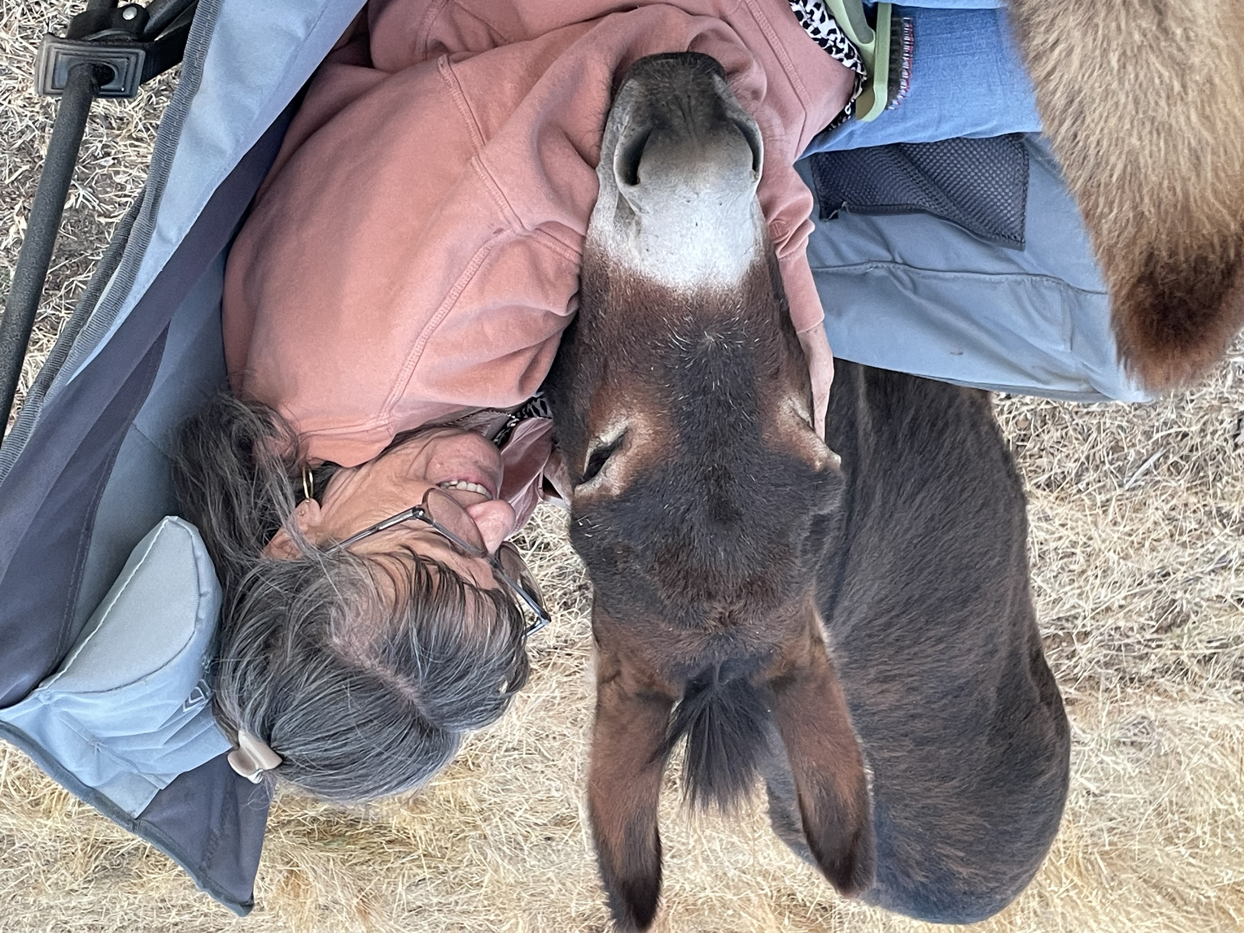 Cookie the miniature donkey wearing a purple halter, being gently petted by students