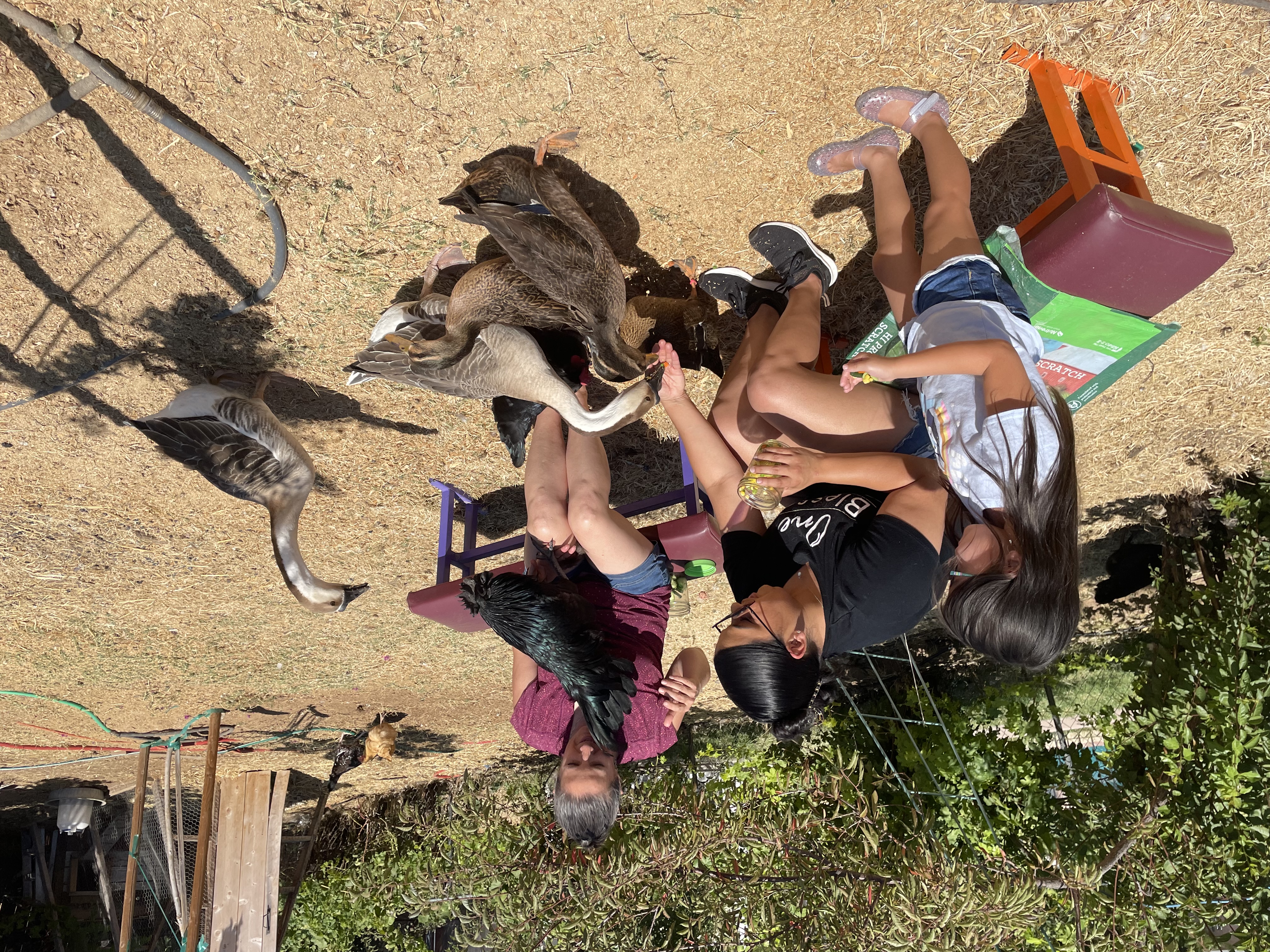 Volunteers spending time with animals at Cookie's Cuddle Farm